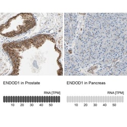 ENDOD1 Antibody, Novus Biologicals 0.1mL; Unlabeled:Antibodies, Polyclonal
